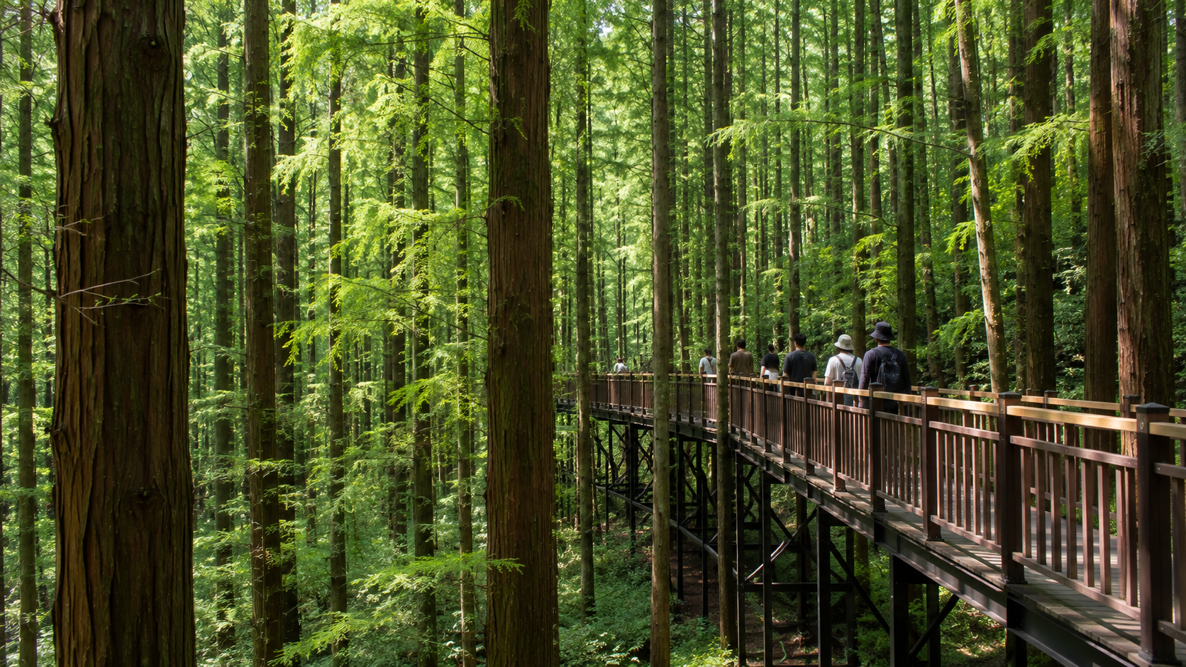 A raised walkway passing through tall metasequoia trees at Jangtaesan Recreational Forest