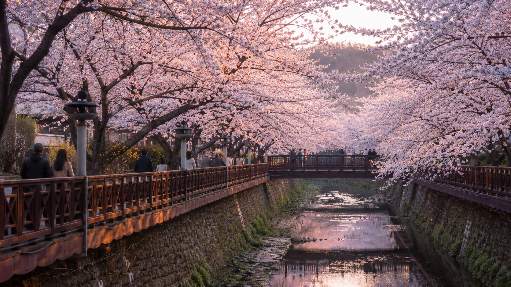 Early-morning cherry blossom viewing along Yeojwacheon Stream in Jinhae