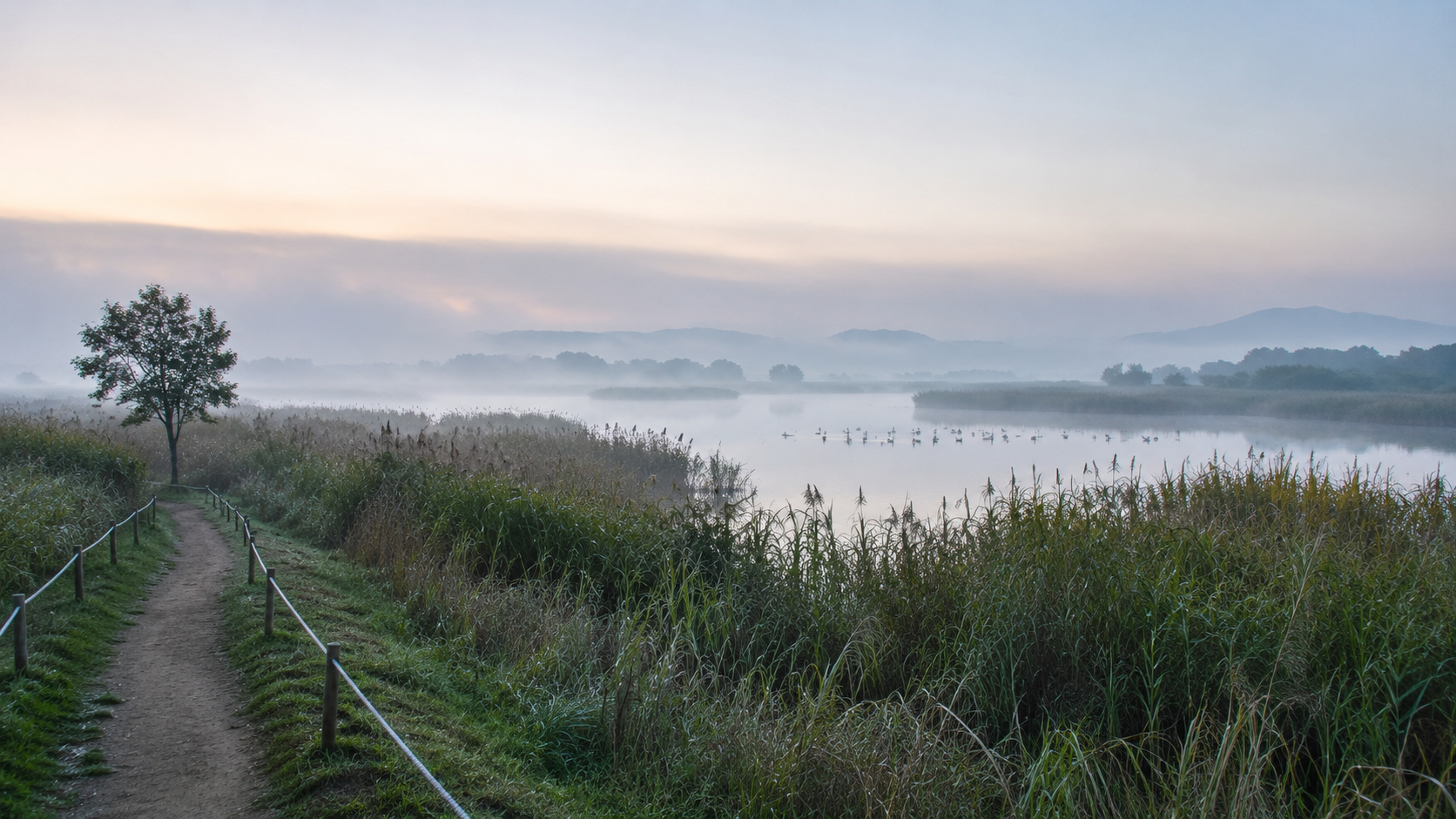 Morning mist over Upo Wetland with a narrow path beside reeds and still water